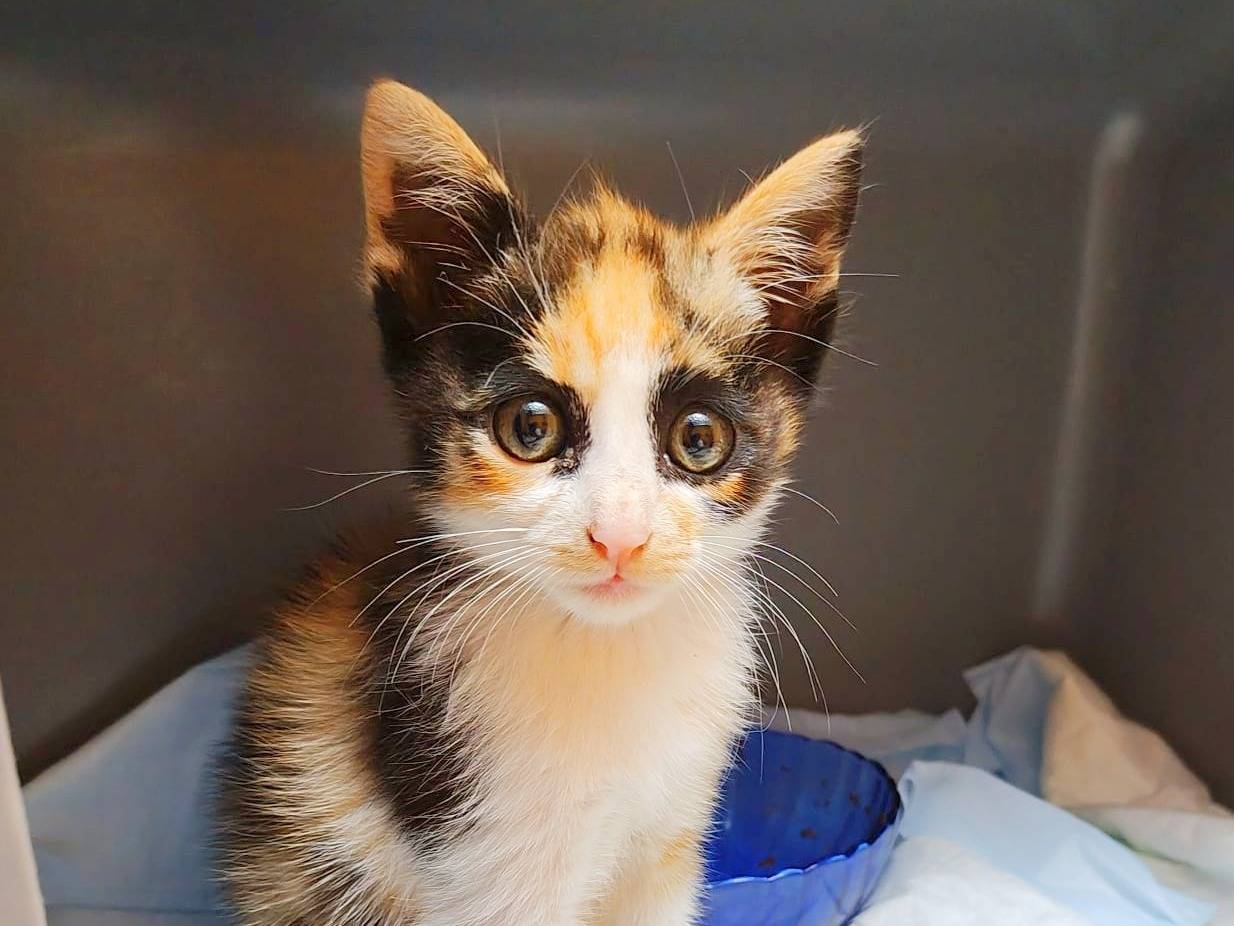 Adotta un gatto, femmina, 2 mesi, Cremona