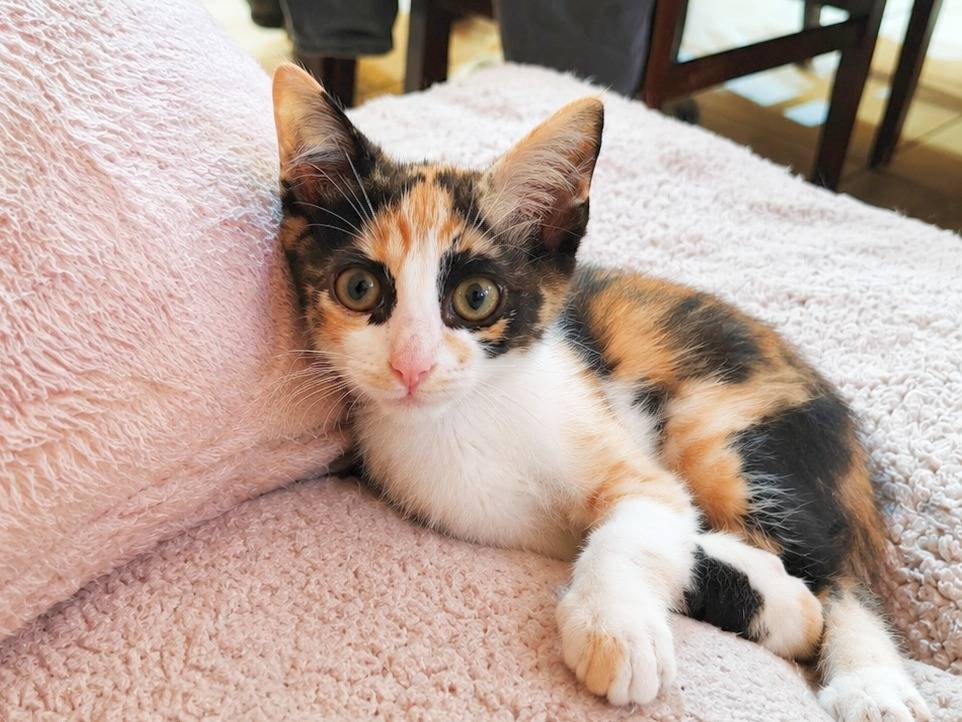 Vuoi adottare un gatto a Cremona?