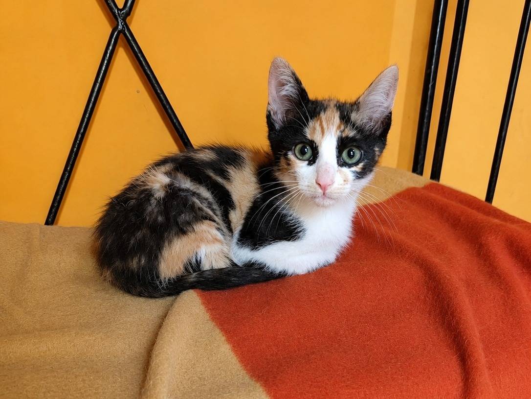Adotta il gatto PETRONILLA a Cremona