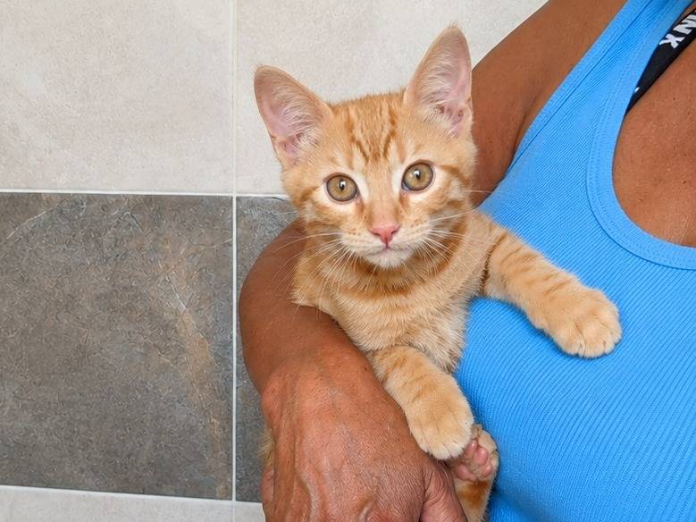 Adotta un gatto, taglia non valida, maschio, Cremona