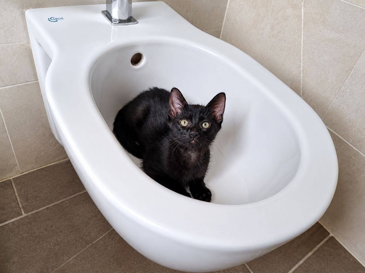 Vuoi adottare un gatto a Cremona?