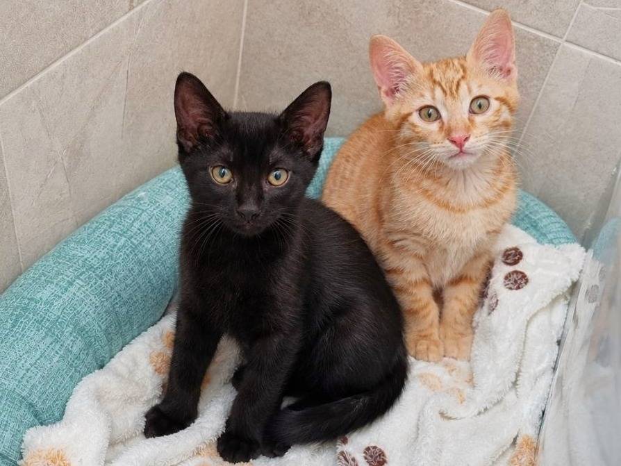 Adotta il gatto ALINA a Cremona