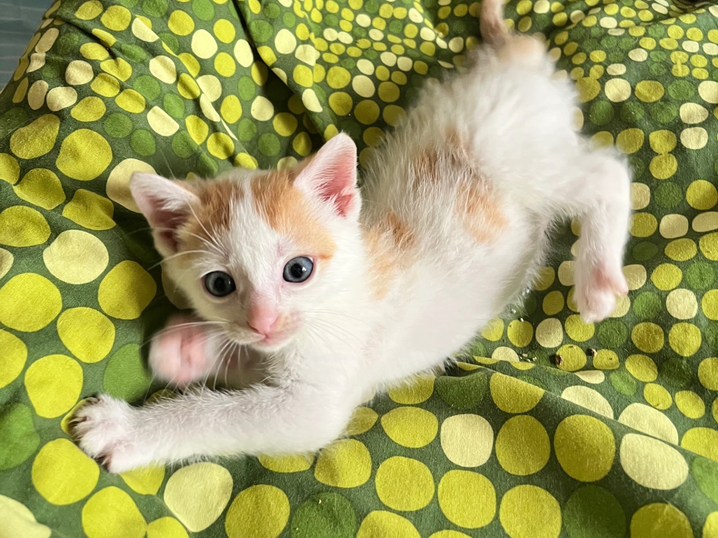 Adozione gatto, maschio, Razza sconosciuta Razza sconosciuta, 2 mesi, taglia non valida, Padova
