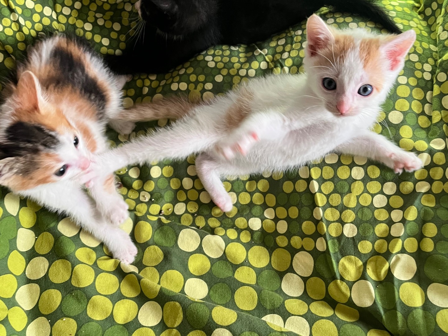 Adotta un gatto, maschio, 2 mesi, Padova