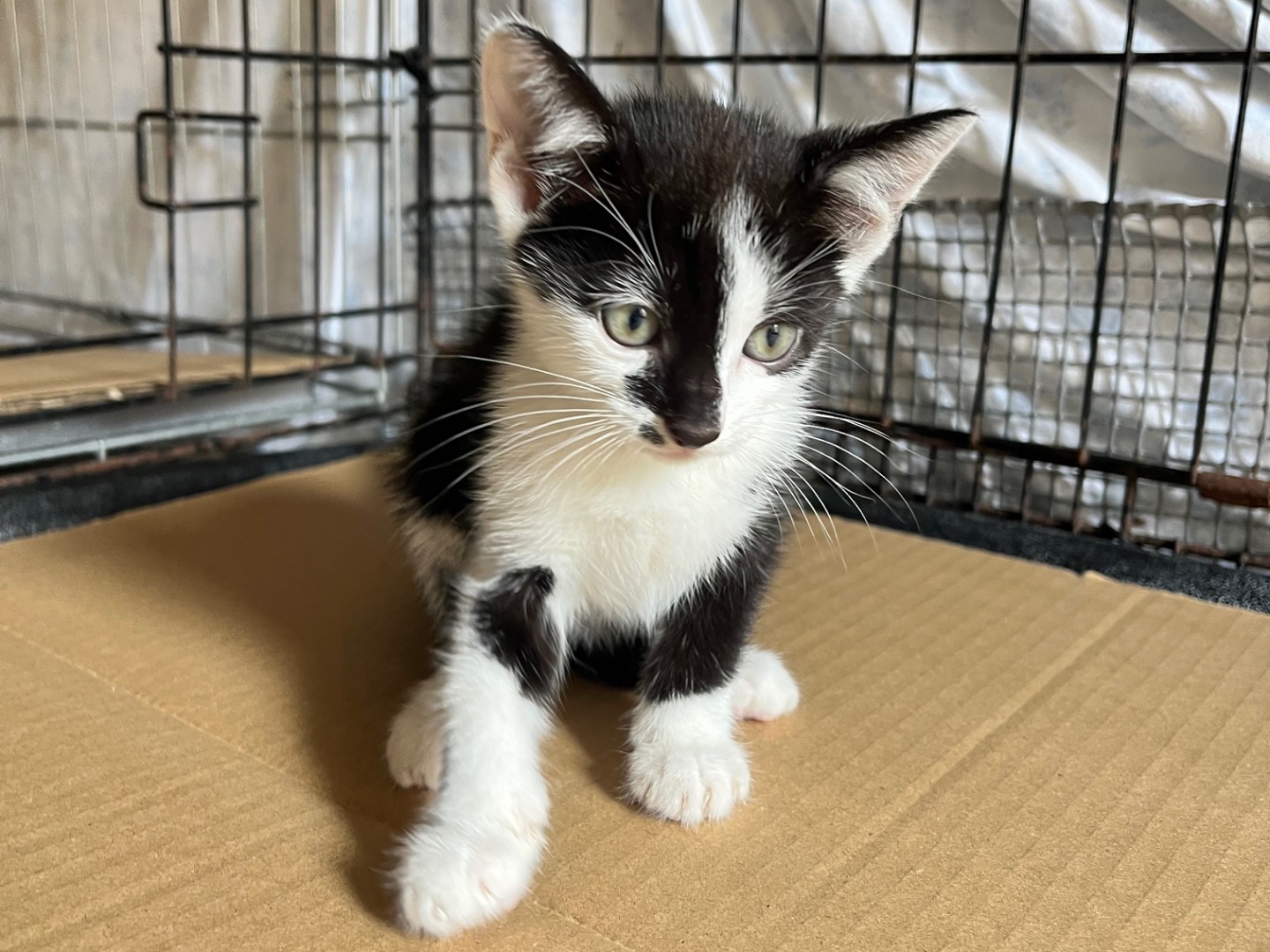 Adotta un gatto, femmina, 2 mesi, Padova