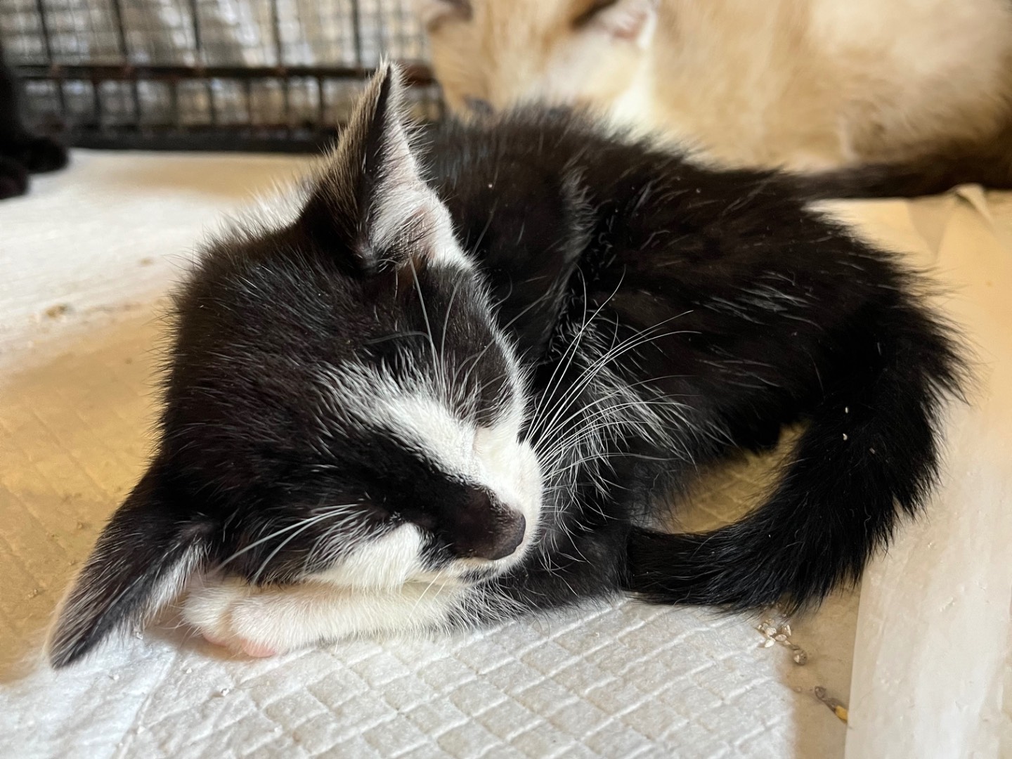 Adotta un gatto, taglia non valida, femmina, Padova