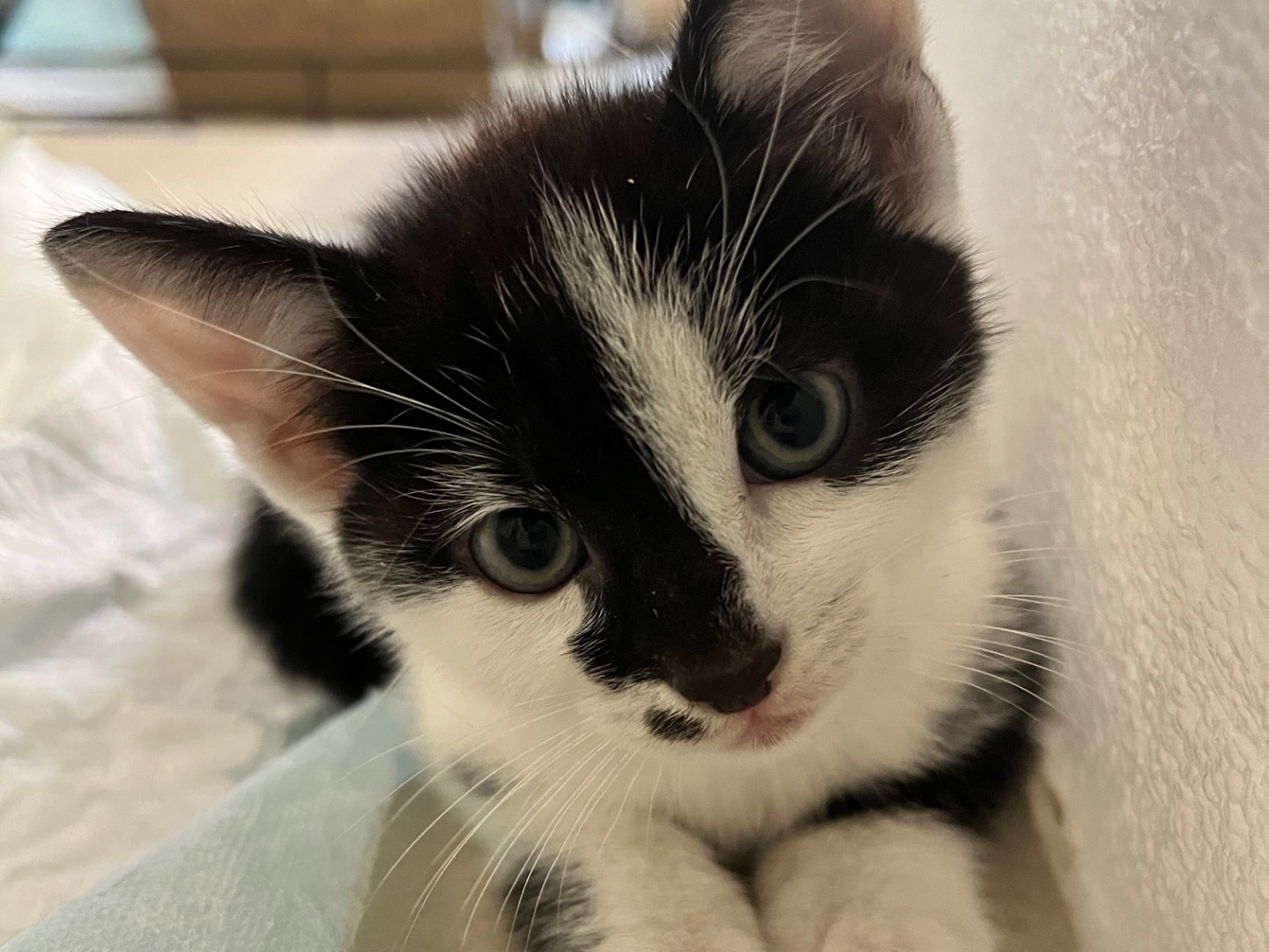 Vuoi adottare un gatto a Padova?