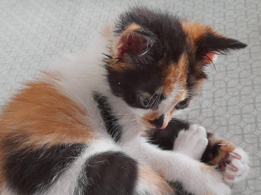 Adotta un gatto, femmina, 2 mesi, Catanzaro