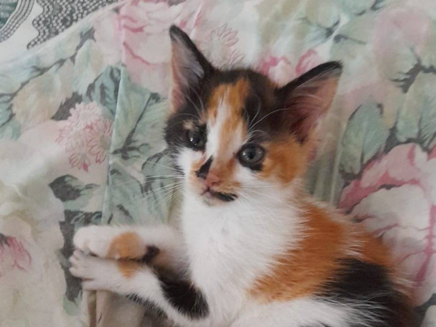 Adozione gatto, femmina, Razza sconosciuta Razza sconosciuta, 2 mesi, taglia non valida, Catanzaro