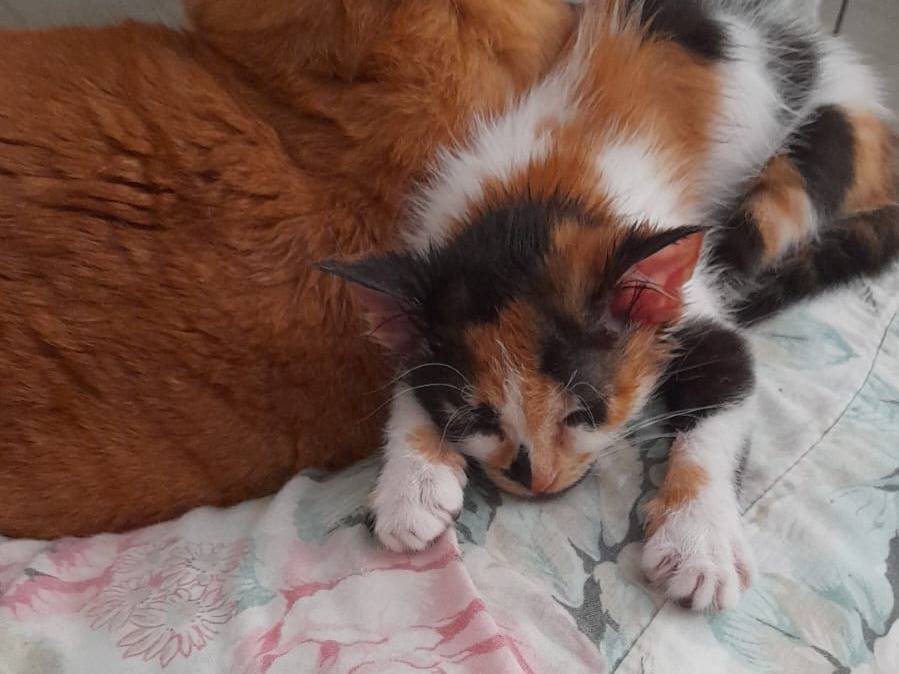 Adotta un gatto, taglia non valida, femmina, Catanzaro