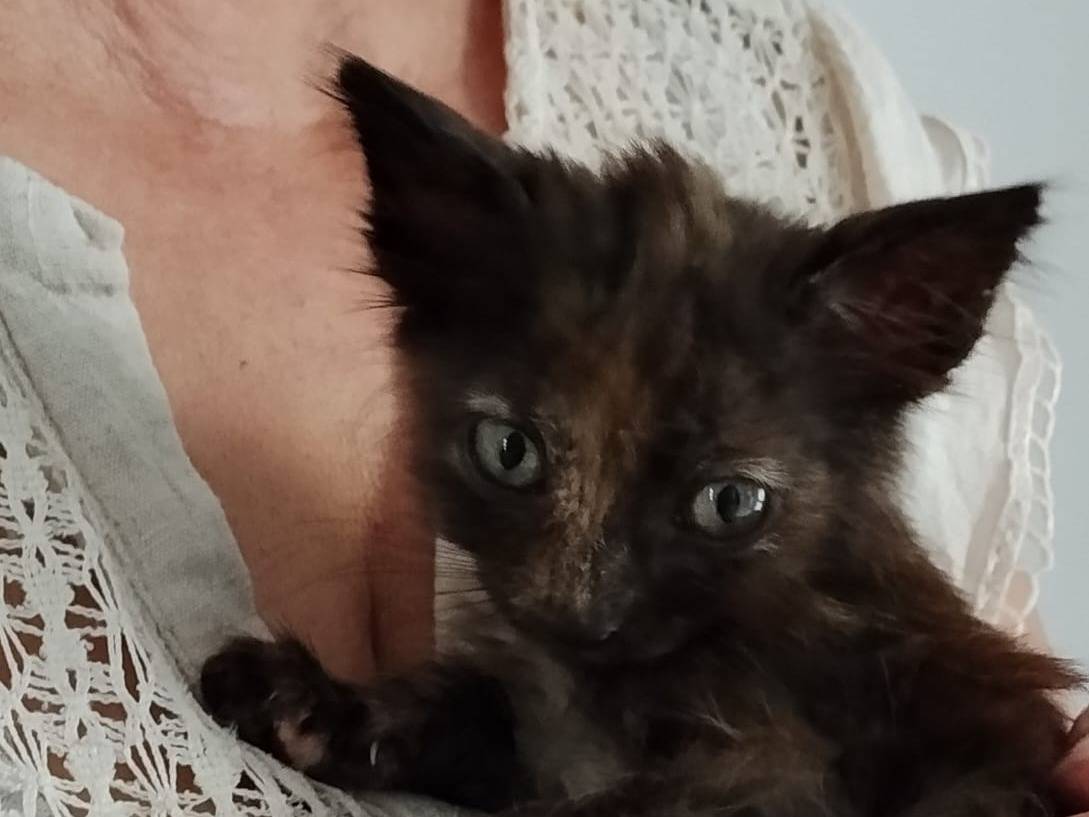 Vuoi adottare un gatto a Catanzaro?