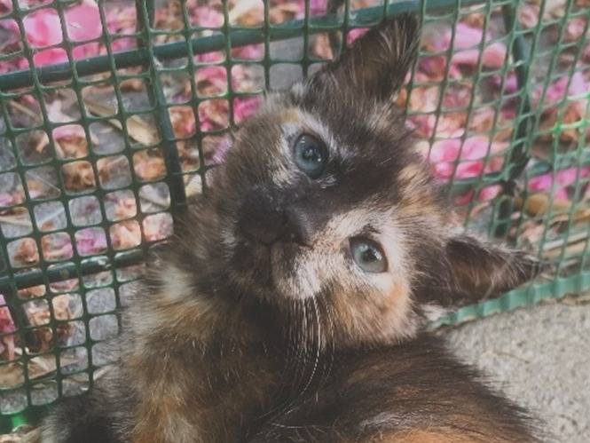 Adozione gatto, femmina, Razza sconosciuta Razza sconosciuta, 1 mese, taglia non valida, Catanzaro