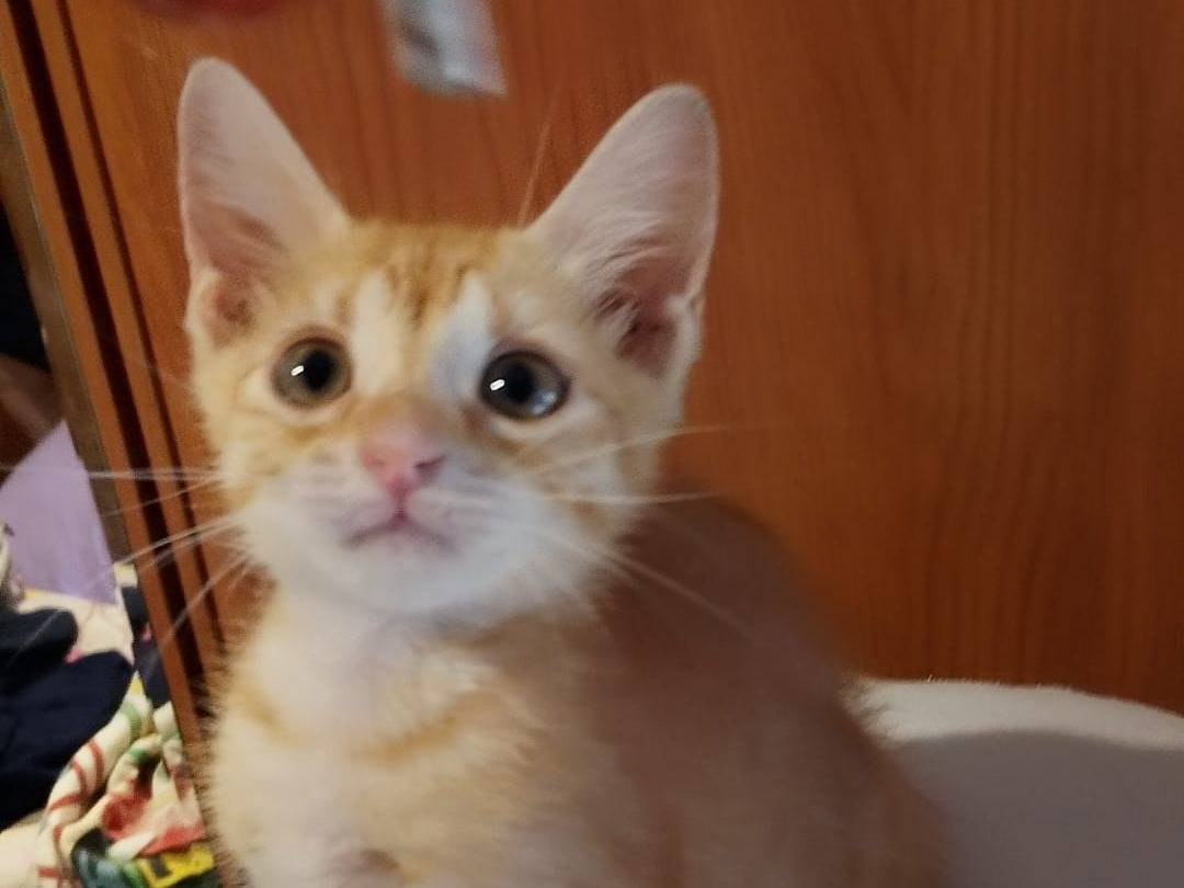 Adozione gatto, maschio, Razza sconosciuta Razza sconosciuta, 2 mesi, taglia non valida, Catanzaro
