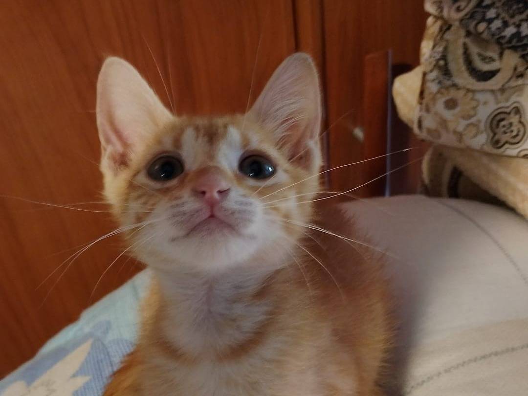 Adotta un gatto, maschio, 2 mesi, Catanzaro