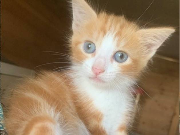 Adozione gatto, maschio, Razza sconosciuta Razza sconosciuta, 1 mese, taglia non valida, Catanzaro