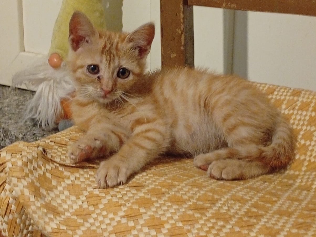 Adozione gatto, femmina, Razza sconosciuta Razza sconosciuta, 3 mesi, taglia non valida, Crotone