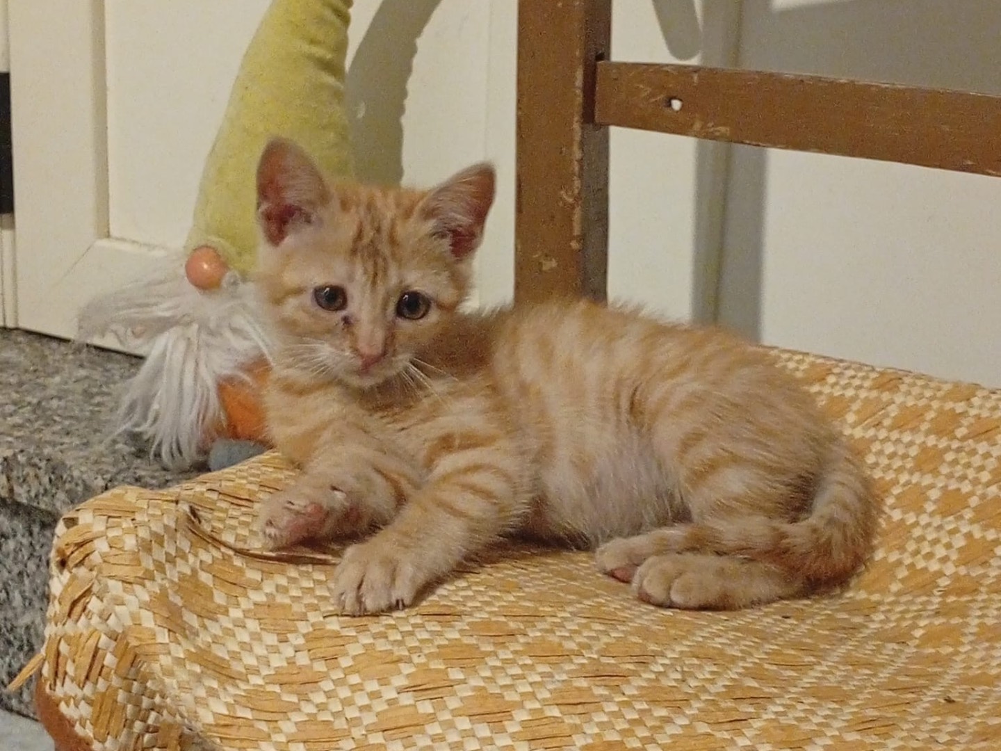 Adotta un gatto, femmina, 3 mesi, Crotone