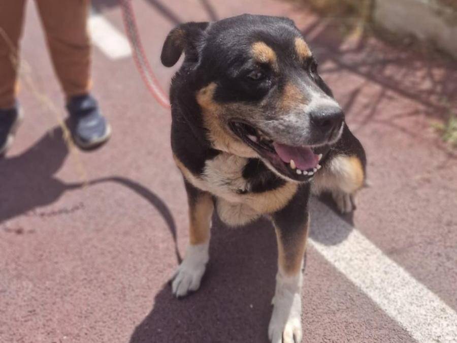 Adozione cane, femmina, Razza sconosciuta Razza sconosciuta, 10 anni, taglia media, Caserta