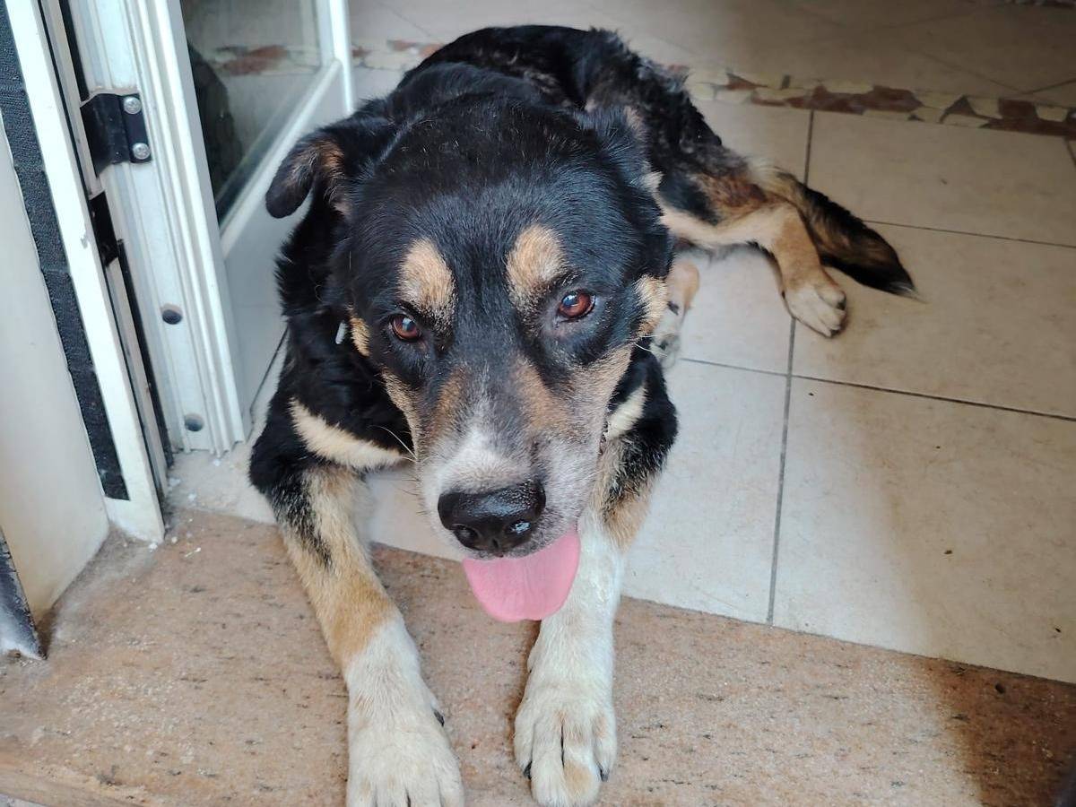 Adotta un cane, femmina, 10 anni, Caserta