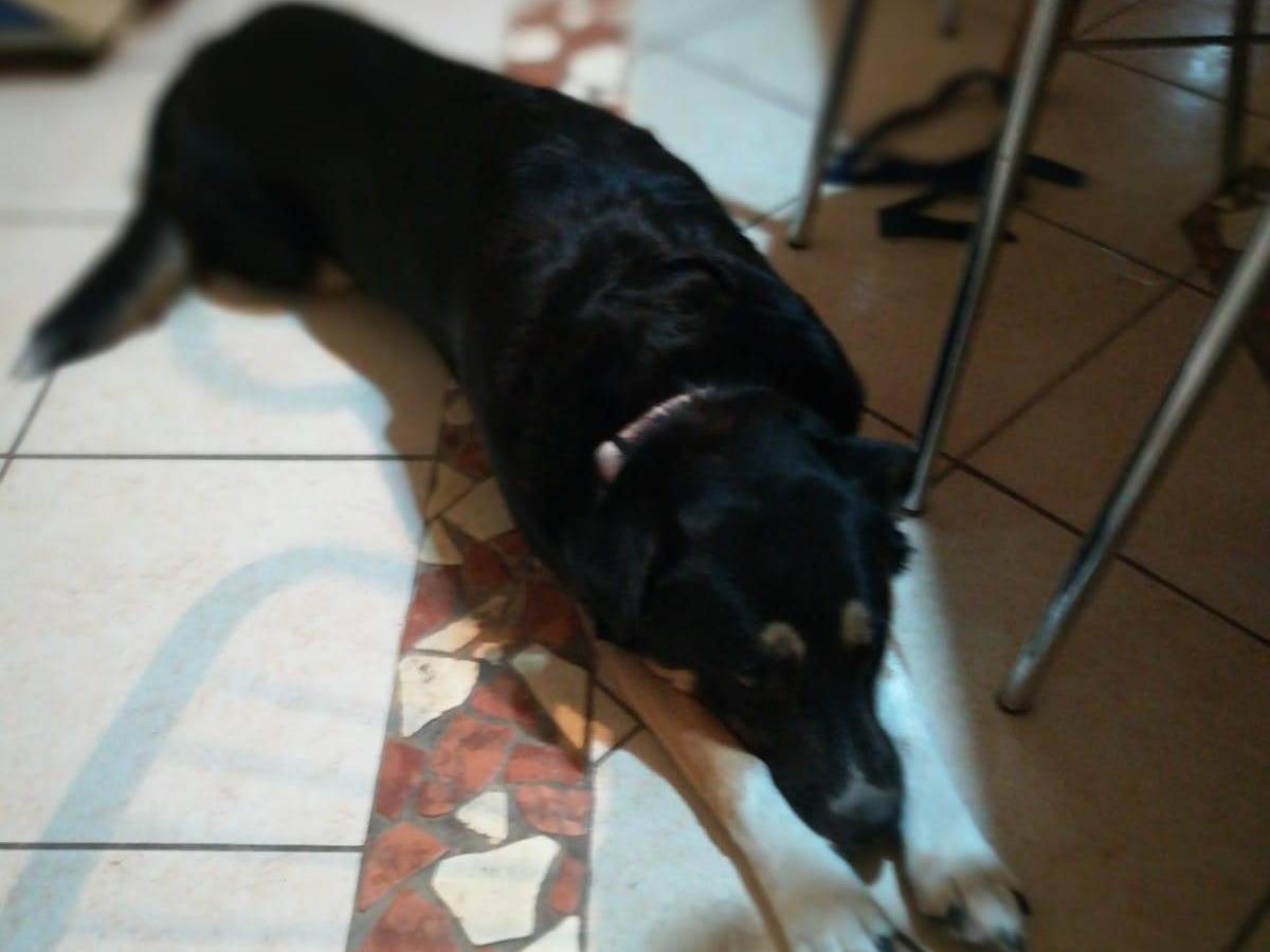 Adotta un cane, taglia media, femmina, Caserta