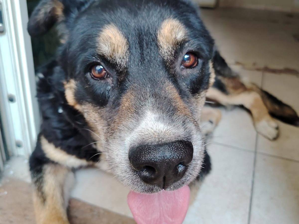 Vuoi adottare un cane a Caserta?