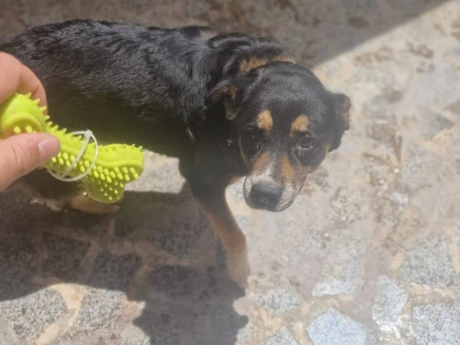 Adotta il cane Perla a Caserta