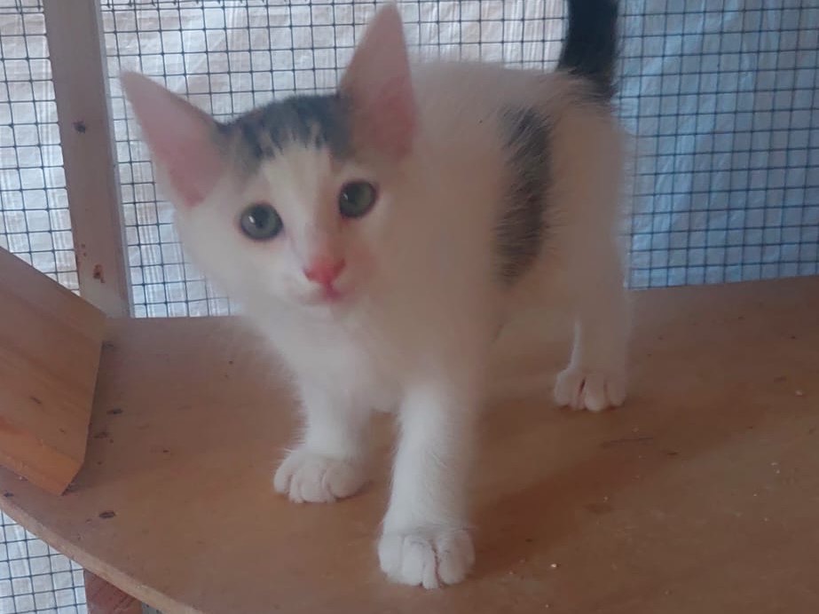 Adozione gatto, maschio, Razza sconosciuta Razza sconosciuta, 2 mesi, taglia non valida, Lucca
