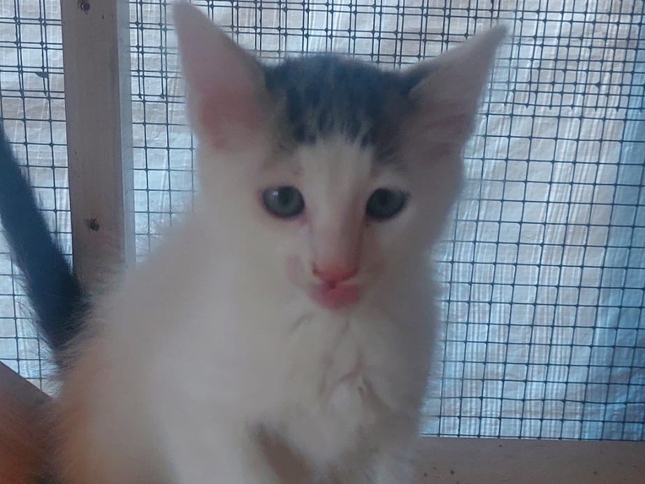 Adotta un gatto, maschio, 2 mesi, Lucca