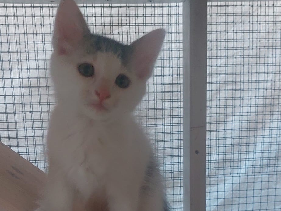 Adotta un gatto, taglia non valida, maschio, Lucca