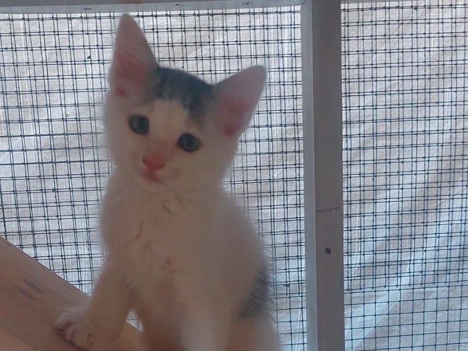 Vuoi adottare un gatto a Lucca?
