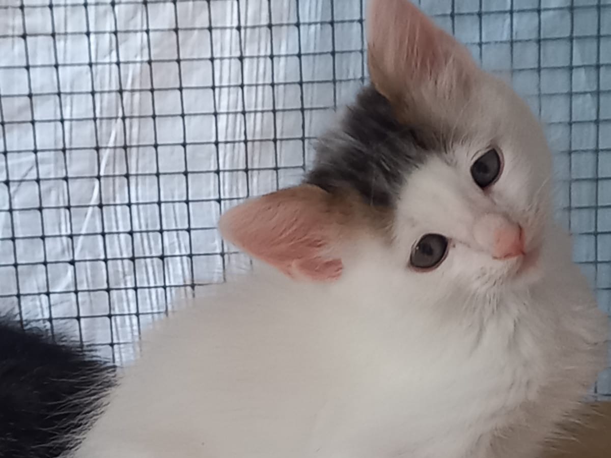 Adotta il gatto BIANCO a Lucca