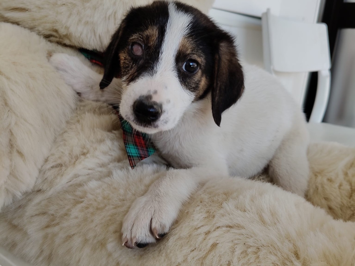 Adozione cane, femmina, Razza sconosciuta Razza sconosciuta, 2 mesi, taglia media, Crotone