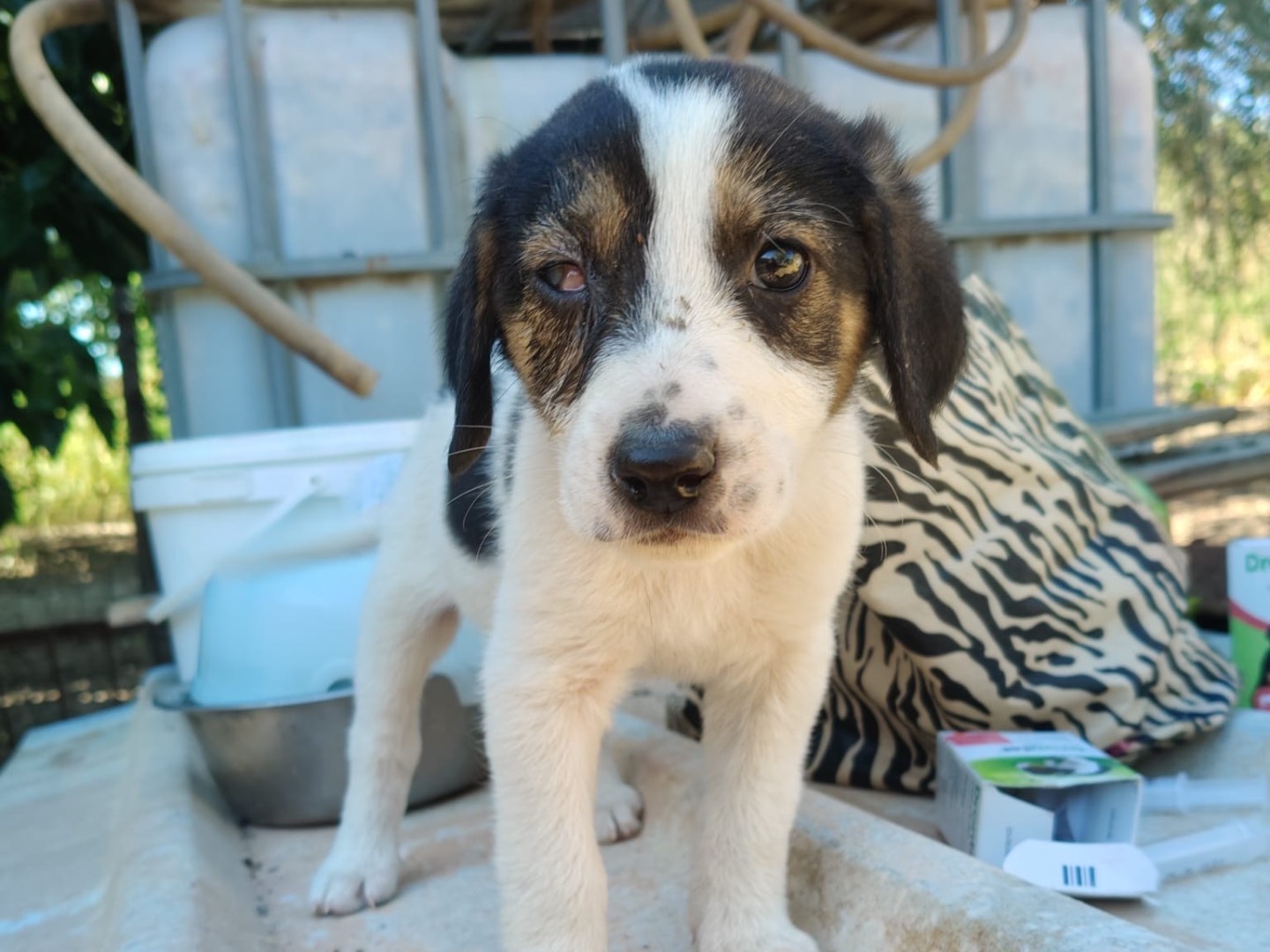 Adotta un cane, femmina, 2 mesi, Crotone