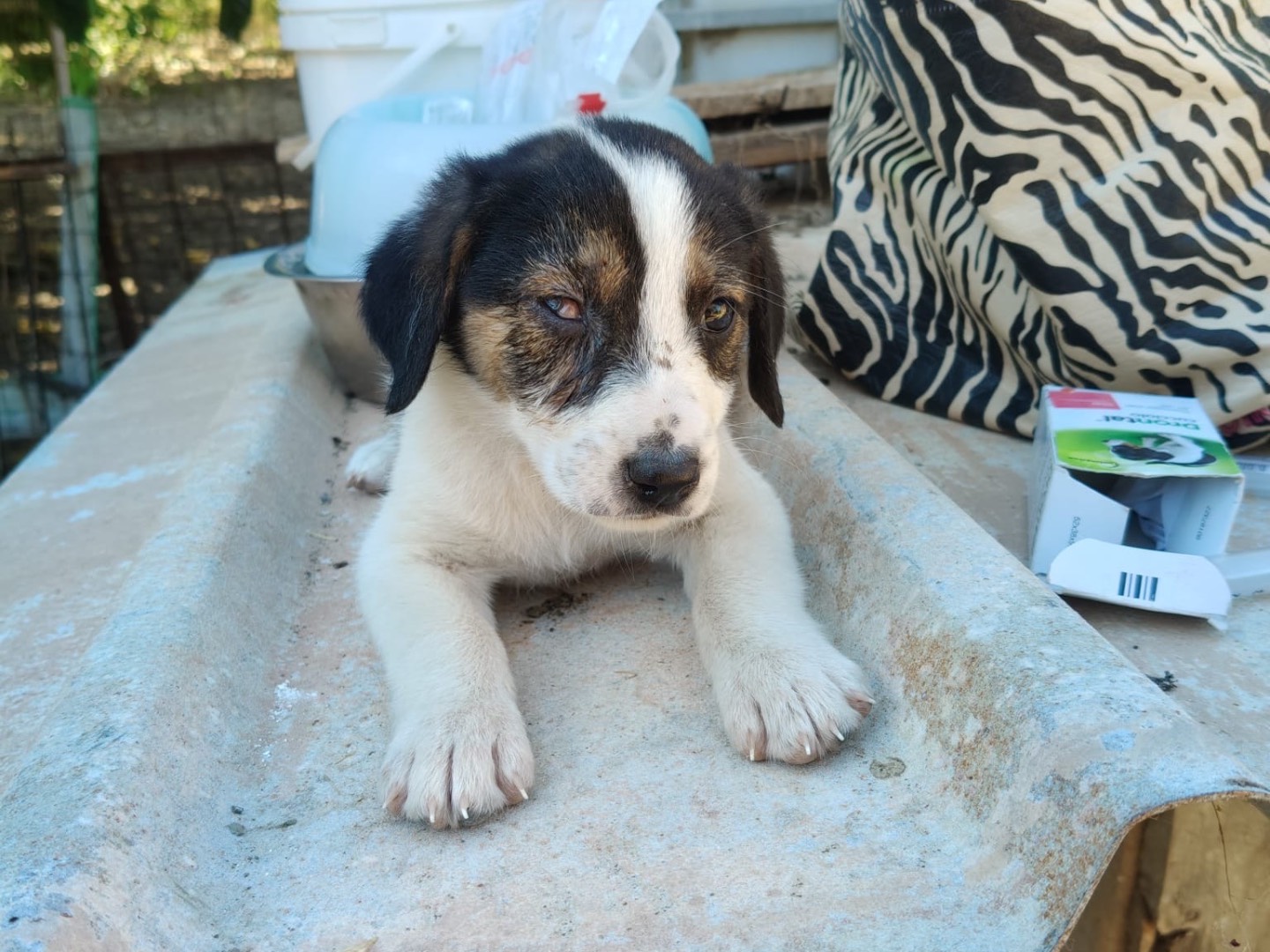 Adotta un cane, taglia media, femmina, Crotone