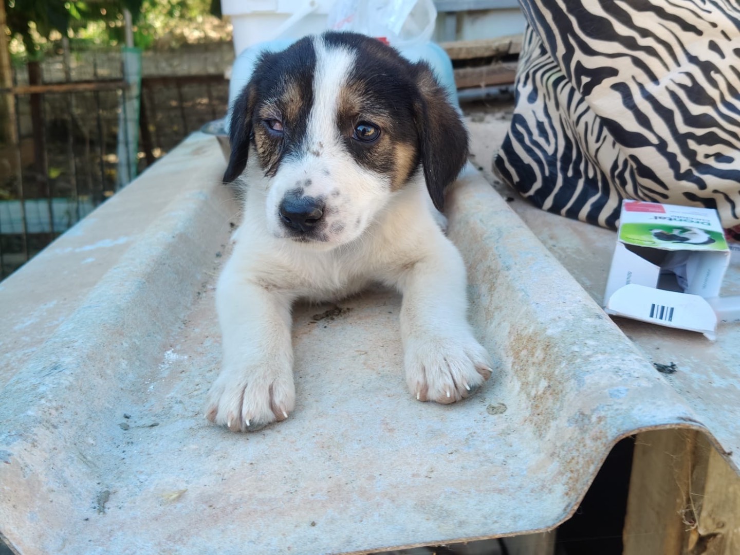 Vuoi adottare un cane a Crotone?