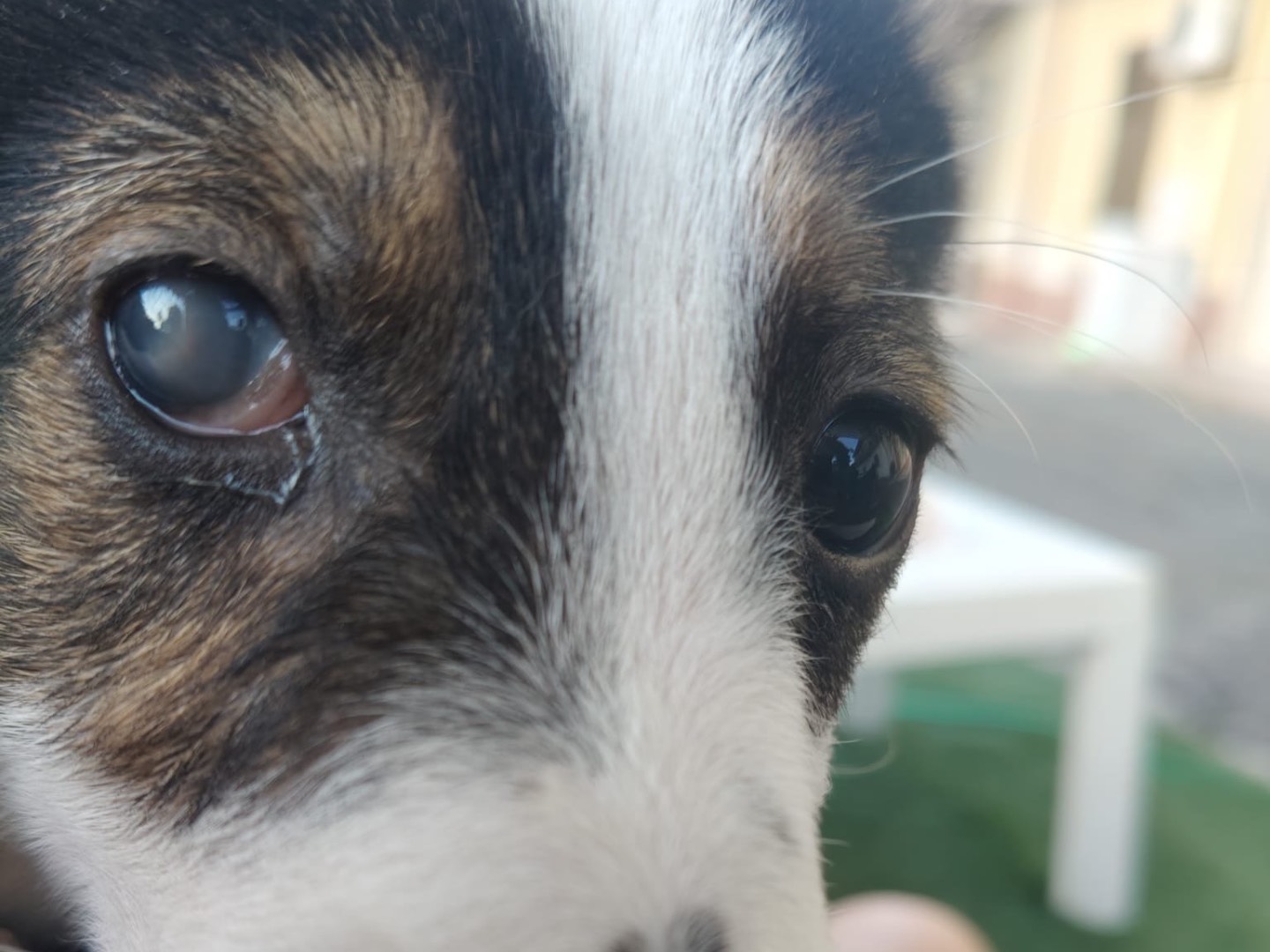 Adotta il cane DREAM a Crotone