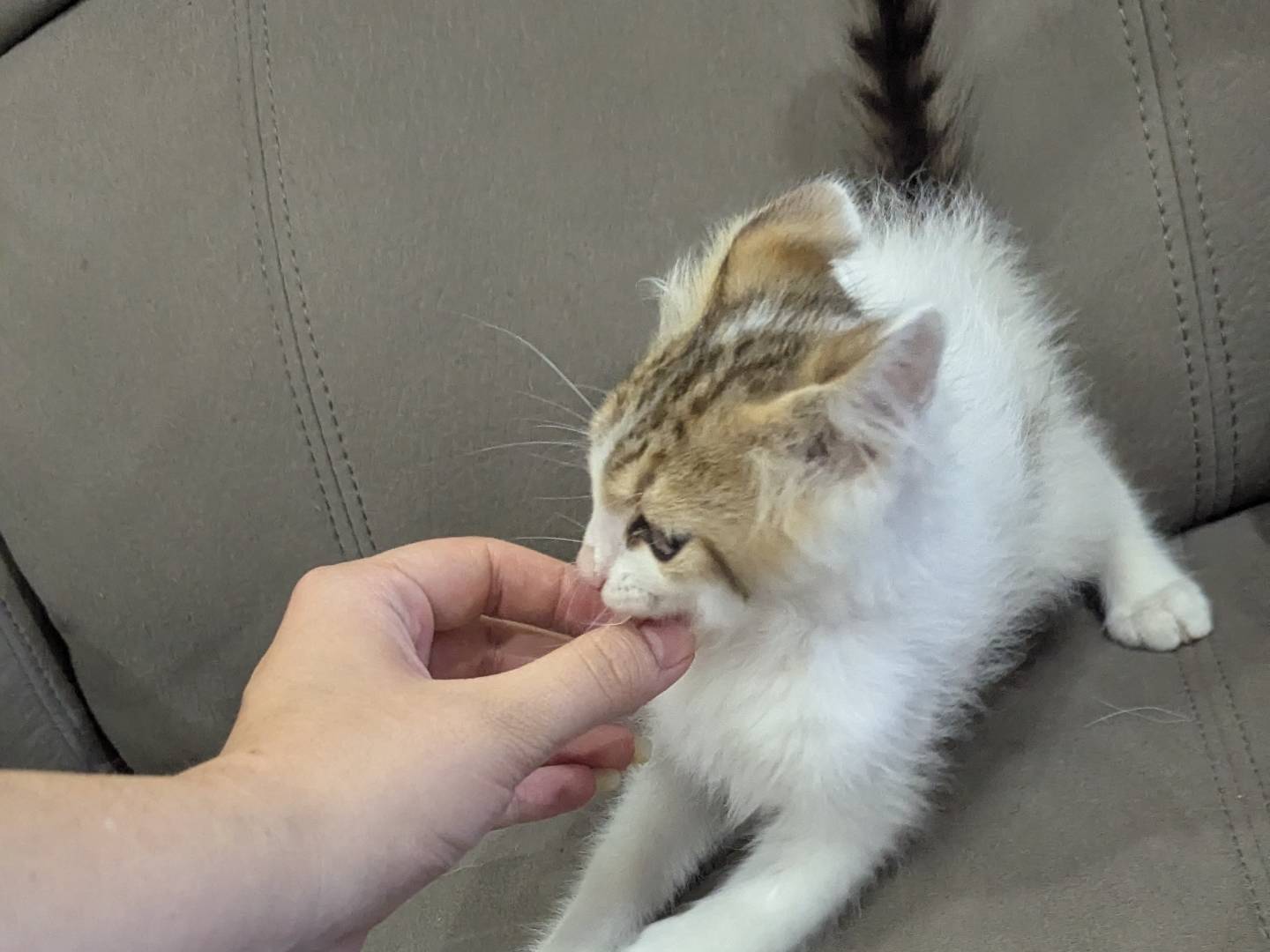 Adotta un gatto, taglia non valida, maschio, Teramo