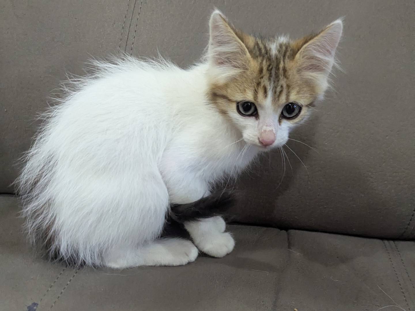 Vuoi adottare un gatto a Teramo?