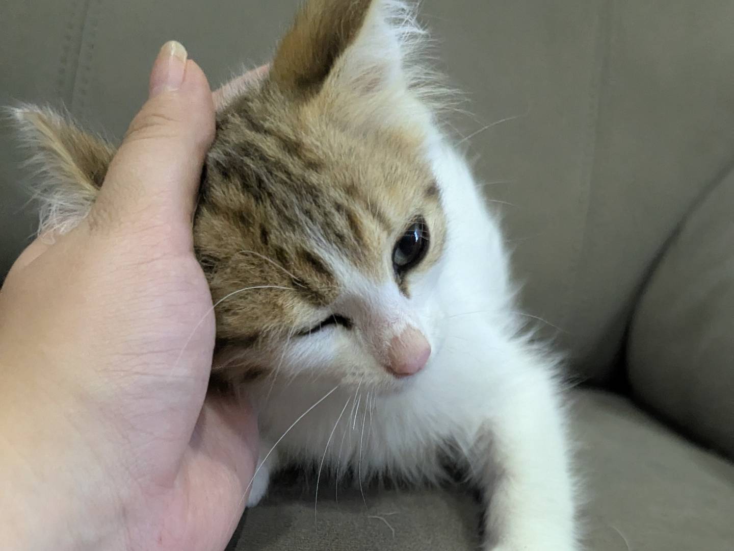 Adotta il gatto Pimpi a Teramo
