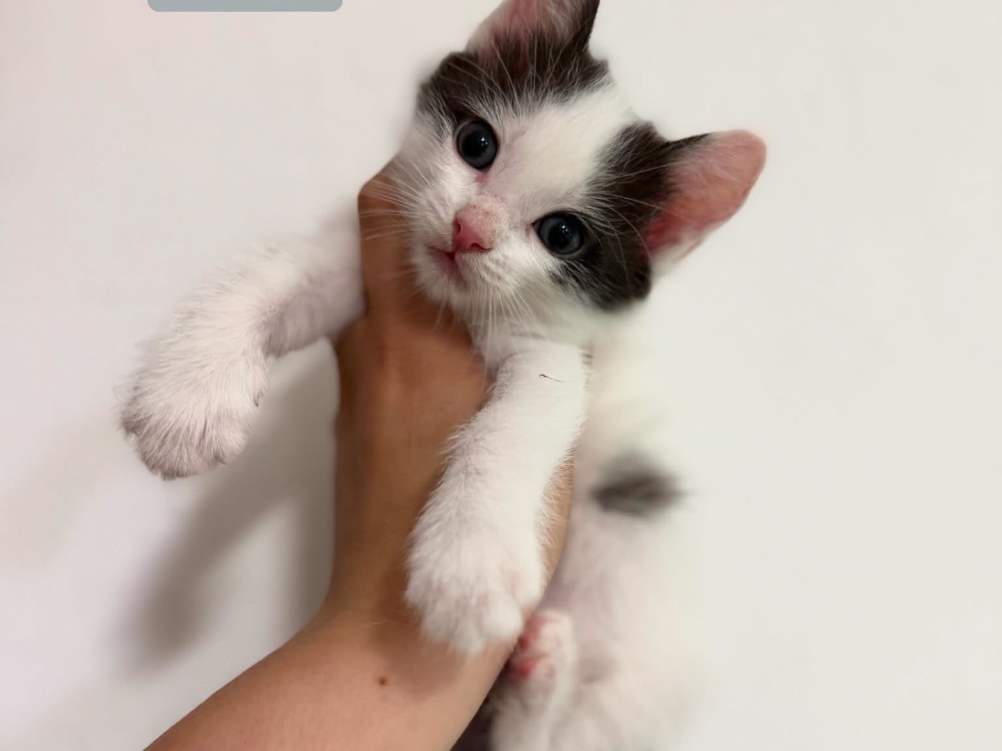 Adozione gatto, maschio, Razza sconosciuta Razza sconosciuta, 1 mese, taglia non valida, Perugia