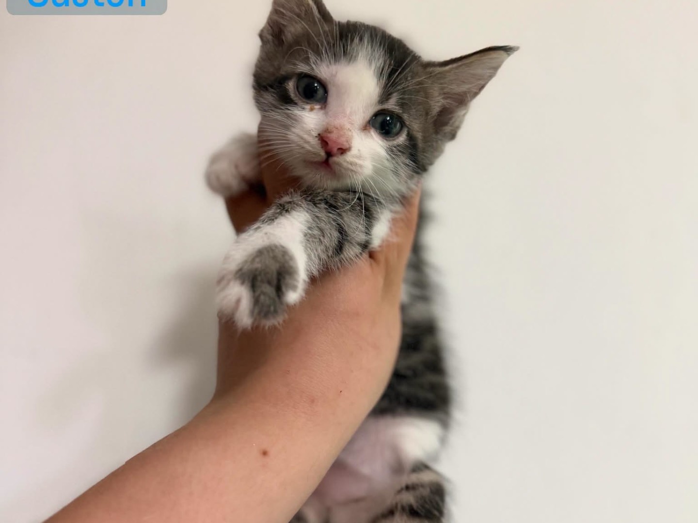 Adozione gatto, maschio, Razza sconosciuta Razza sconosciuta, 1 mese, taglia non valida, Perugia