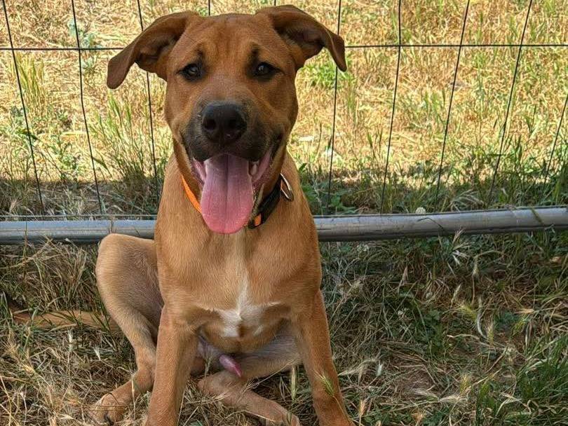 Adozione cane, maschio, Pitbull Razza sconosciuta, 6 mesi, taglia media, Caserta