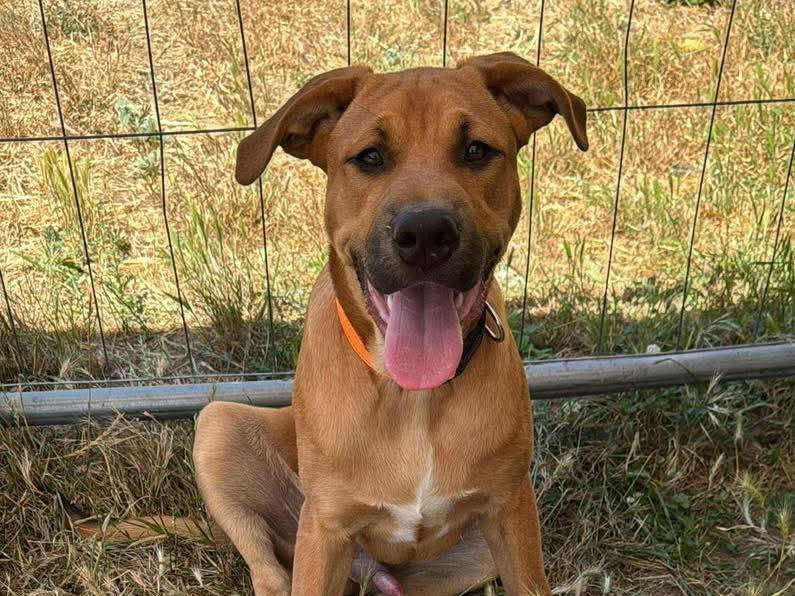 Adotta un cane, maschio, 6 mesi, Caserta