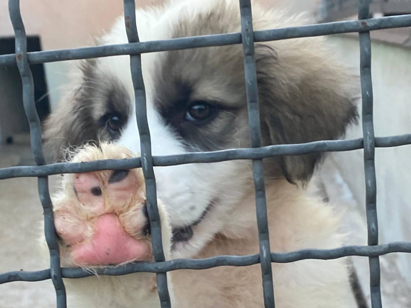 Adozione cane, femmina, Razza sconosciuta Razza sconosciuta, 2 mesi, taglia grande, Avellino