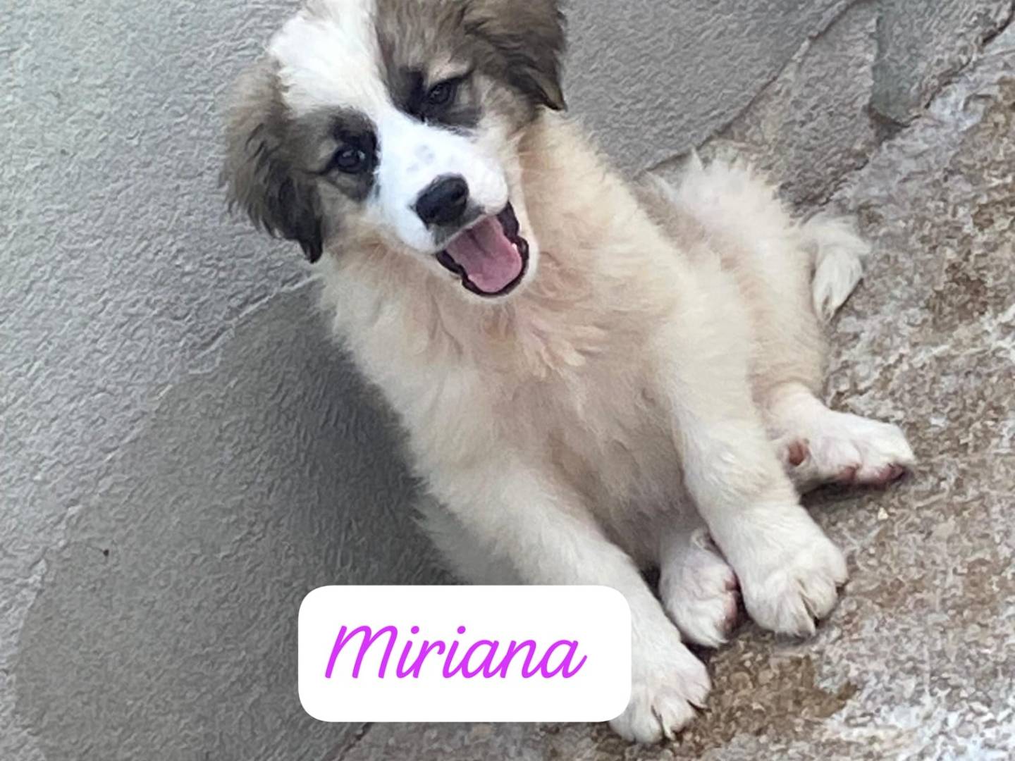 Adotta un cane, femmina, 2 mesi, Avellino