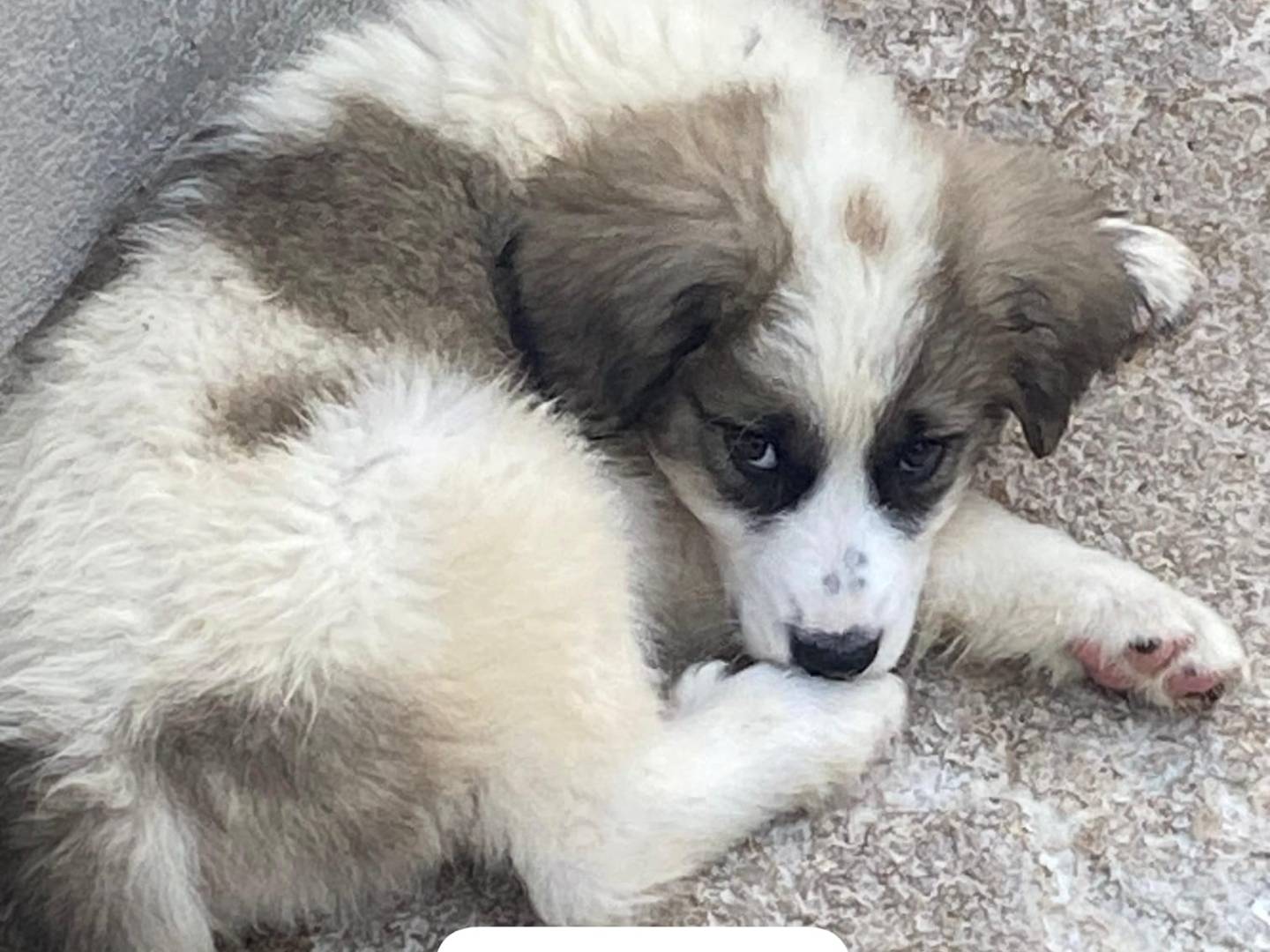 Adotta un cane, taglia grande, femmina, Avellino