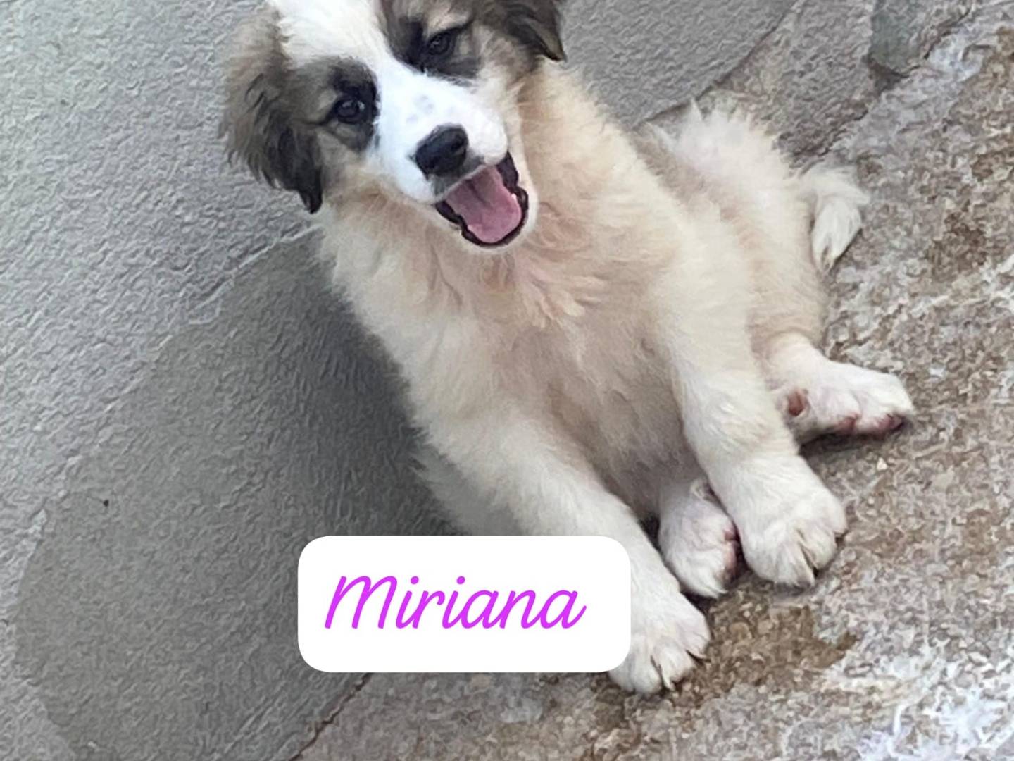Vuoi adottare un cane a Avellino?
