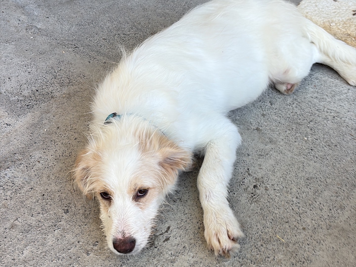 Vuoi adottare un cane a Siracusa?