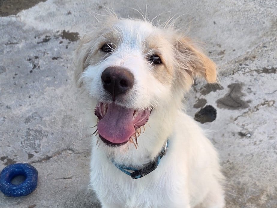 Adotta un cane, taglia media, femmina, Siracusa