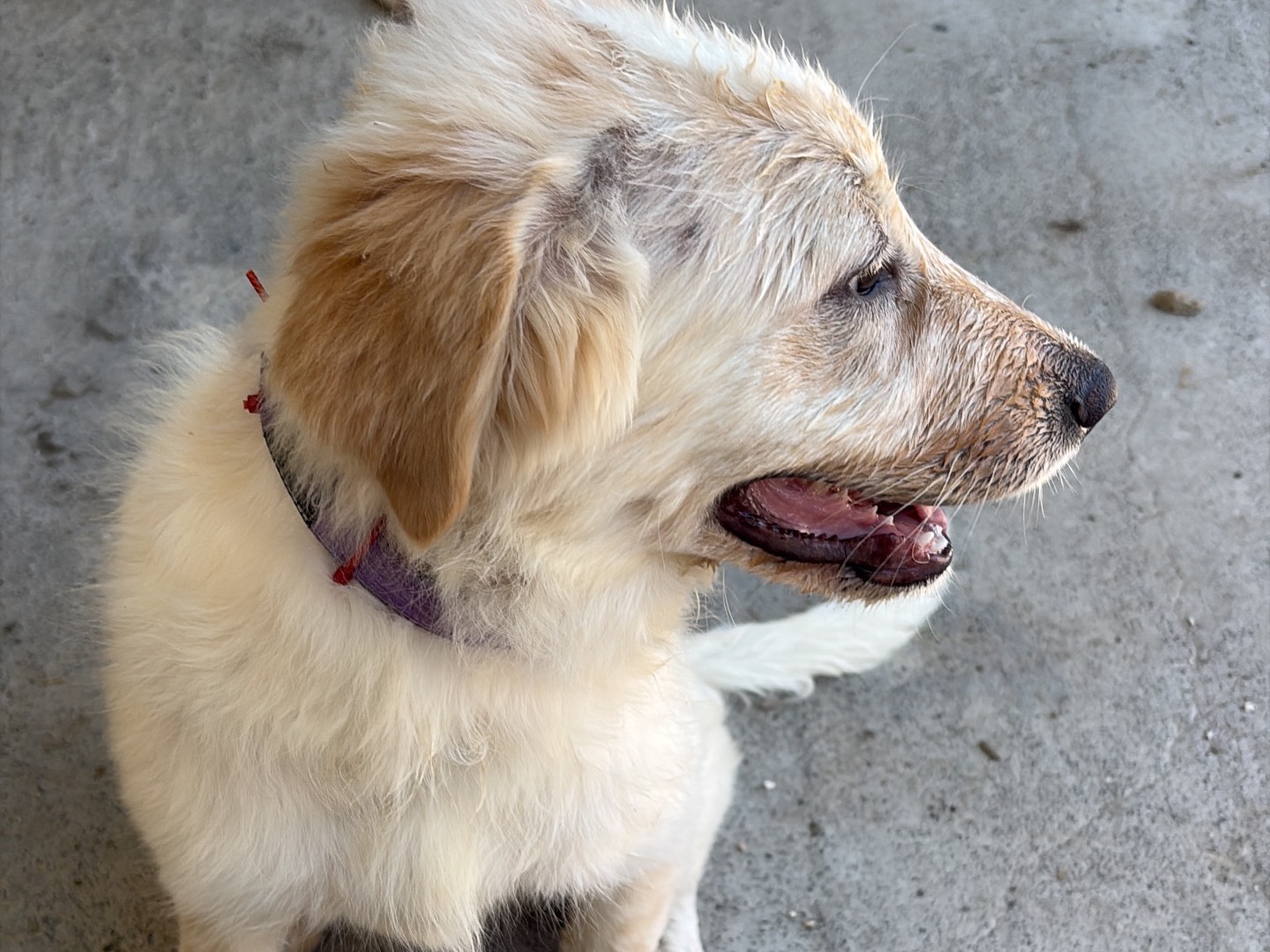 Vuoi adottare un cane a Siracusa?